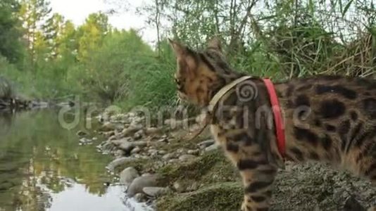 一只猫孟加拉走在绿草上。 孟加拉小猫学着沿着森林走。 亚洲豹猫试图隐藏视频