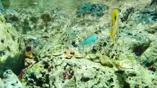 海洋馆里美丽的鱼对水生植物的装饰背景。 鱼缸里的一条五颜六色的鱼。视频