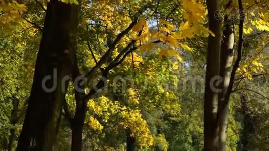 秋天的黄叶视频