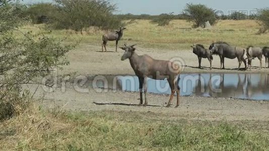 非洲动物靠近浇水洞视频