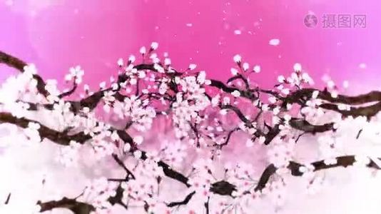 樱花盛开。 樱桃树枝。 樱花粉红色.. 樱花粉色背景.. CG循环动画。视频