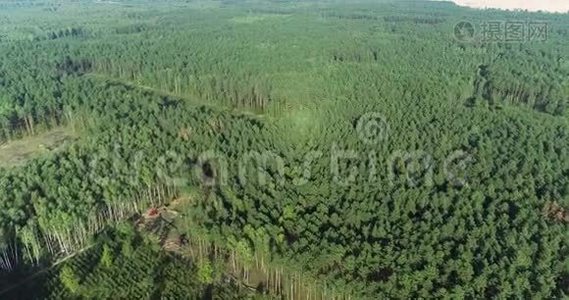 工业规模的毁林、空中伐木、使用特殊设备砍伐森林、砍伐森林视频