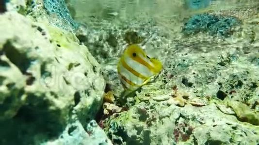 海洋馆里美丽的鱼对水生植物的装饰背景。 鱼缸里的一条五颜六色的鱼。视频