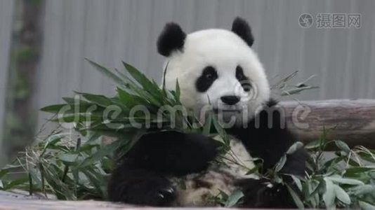 小熊猫宝宝在中国视频