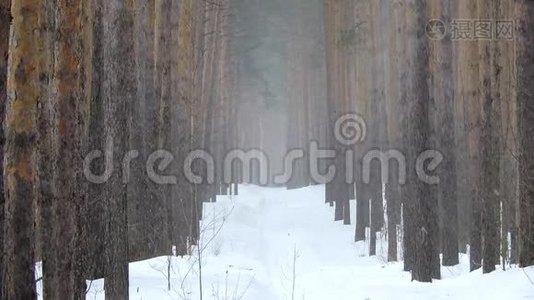 冬天在森林里下雪，柔和的圣诞节早晨下雪视频