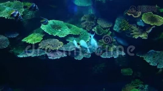 以水生植物为背景，在水族馆中特写漂亮的鱼视频