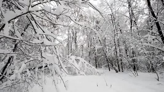 降雪后森林中的景观视频