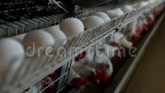 养鸡的家禽养殖场，鸡蛋经过转运体，鸡蛋，有机视频