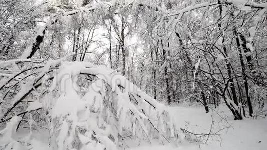 降雪后森林中的景观视频