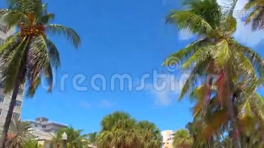 迈阿密棕榈树视频