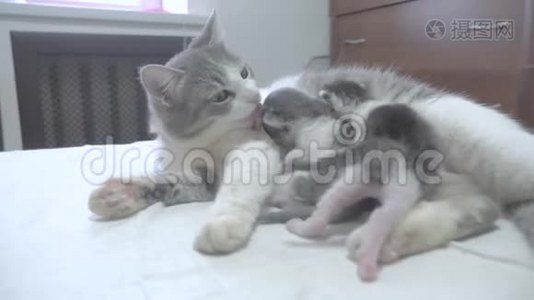 猫幸福的家庭妈妈和新生的小猫孩子们。 猫喂小猫。 猫舔小生活方式的小猫。 国内视频