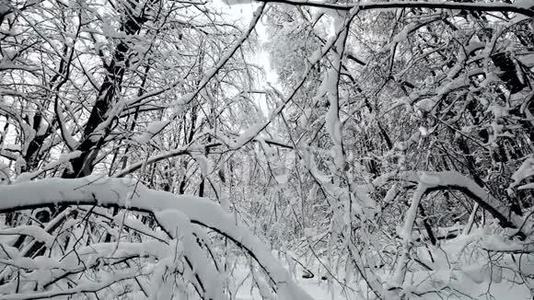 降雪后森林中的景观视频