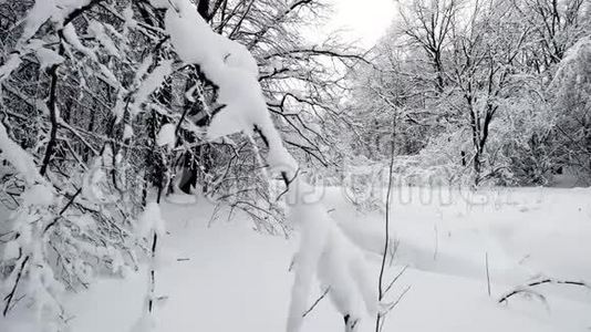 降雪后森林中的景观视频