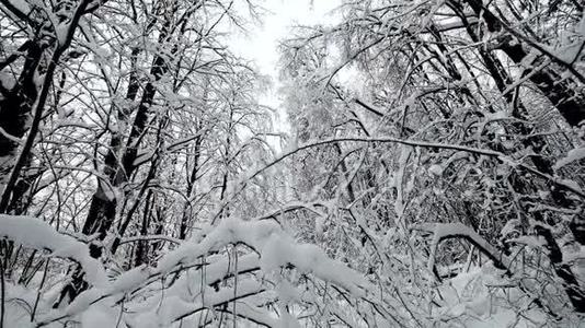 降雪后森林中的景观视频