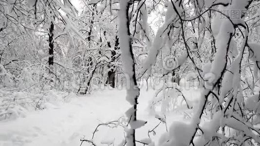 降雪后森林中的景观视频