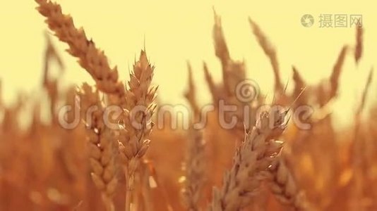 日落时麦田里的小麦视频