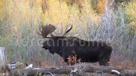 秋天的大牛驼鹿视频