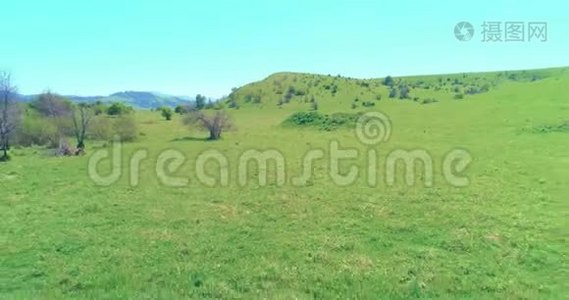 飞越山地草地上的野马群。 夏山野性.. 自由生态概念。视频