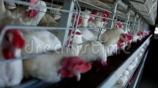 养鸡的家禽养殖场，鸡蛋经过，鸡和蛋，生产视频