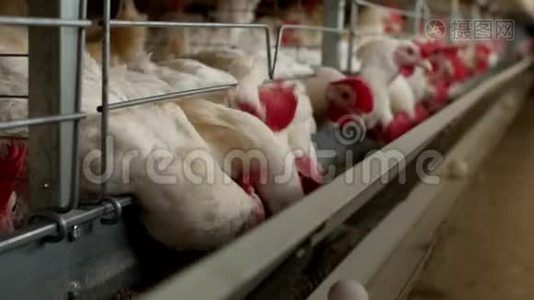 养鸡的家禽养殖场，鸡蛋经过转运，鸡蛋，养殖视频