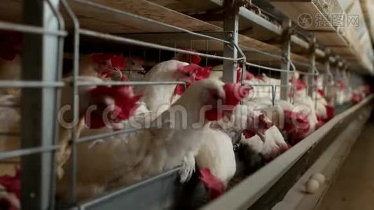 养鸡的家禽养殖场，鸡蛋经过运输商，鸡蛋，工厂视频