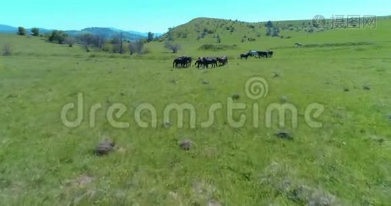 飞越山地草地上的野马群。 夏山野性.. 自由生态概念。视频