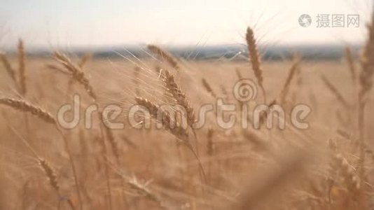 小麦麦田日落景观慢动作视频.. 农民智慧农业生态生活方式理念。 小麦视频