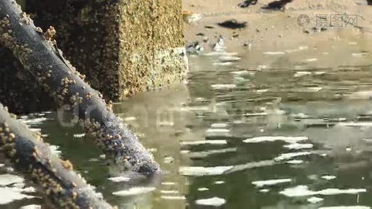 池塘中的白腿虾养殖视频