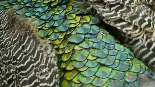 优雅的野异鸟，色彩斑斓的艺术羽毛.. 关闭孔雀纹理羽毛。 印度绿色飞禽视频