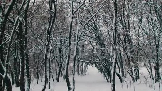 下雪的冬季森林视频