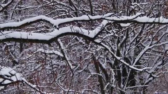 下雪的冬季森林视频