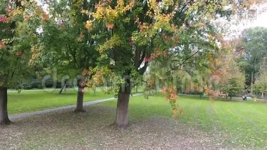 城市公园里五颜六色的空中树木视频