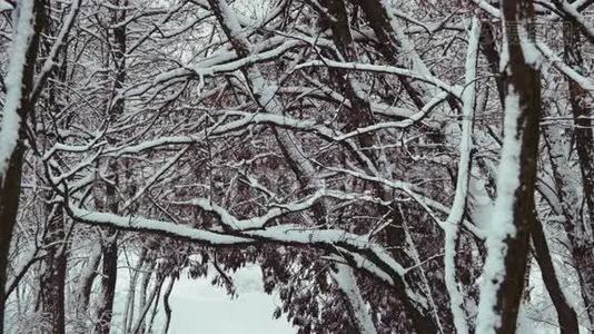 下雪的冬季森林视频