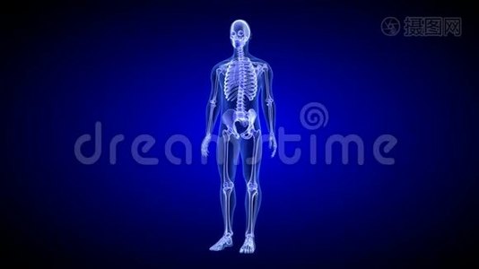 蓝色人体解剖体三维扫描渲染-旋转无缝环视频