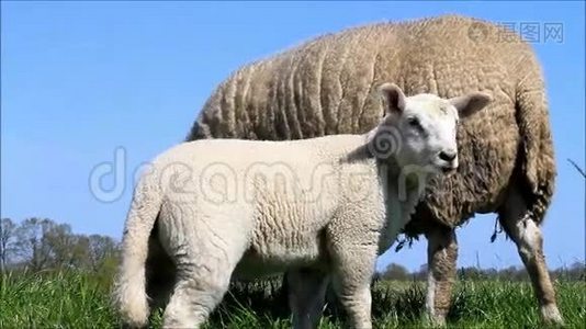 草地上的白羊肉视频