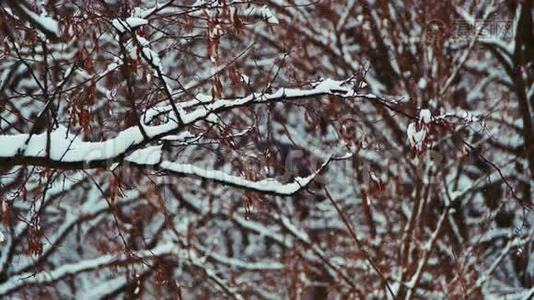 下雪的冬季森林视频