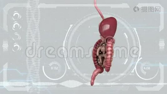 消化系统，肠道在HUD未来背景视频