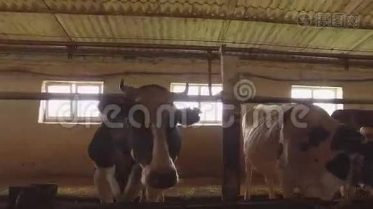 奶牛场里的牛群。视频