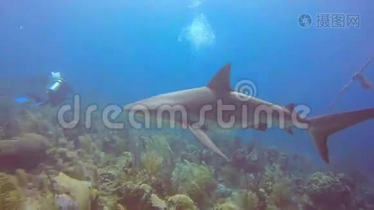 古巴Reina Jardin de la Reina的加勒比礁鲨鱼视频