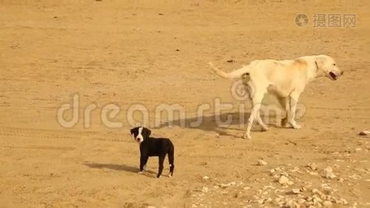 狗宝宝在沙漠玩耍视频