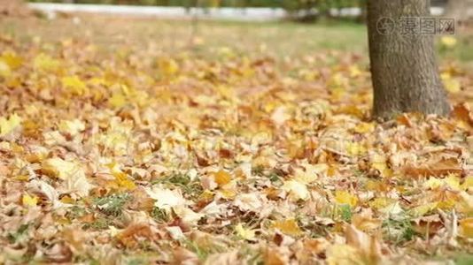 草地上有黄叶的秋天公园视频