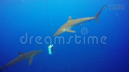 古巴Reina Jardin de la Reina的硅鲨视频