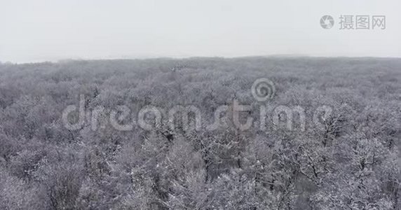 雪中的冬季森林视频