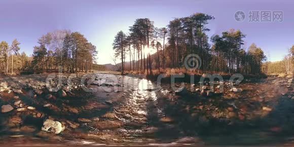 360VR虚拟现实的一片野山，松林和河流流淌.. 国家公园，草地和阳光。视频