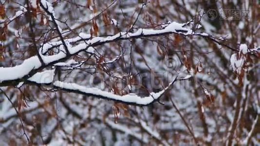 下雪的冬季森林视频