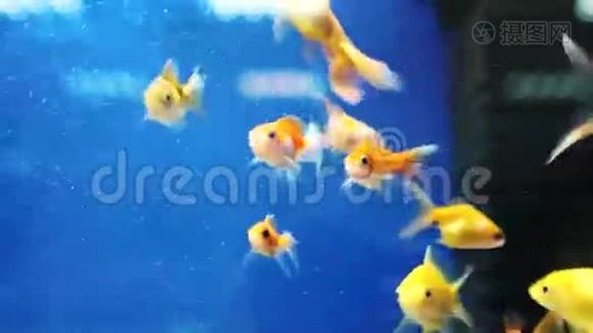 鱼在水族馆里游泳视频