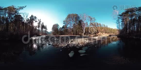 360VR虚拟现实的一片野山，松林和河流流淌.. 国家公园，草地和阳光。视频