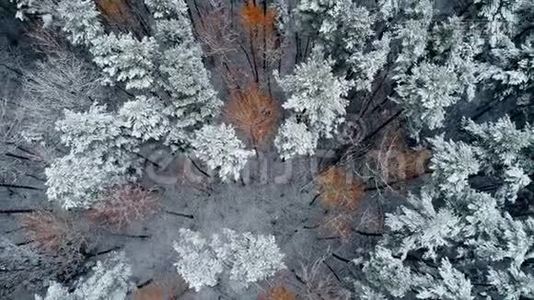 鸟瞰秋林.视频