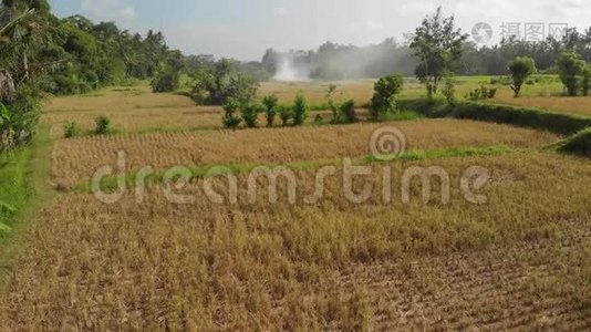 绿色背景。 巴厘岛稻田4K飞无人机视频.. 青黄相接的景观.. 稻田、草地视频