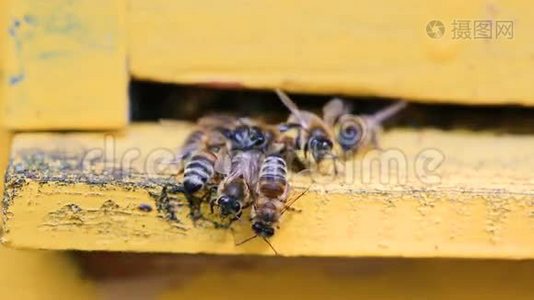 蜜蜂飞来飞去，蜂箱靠近视频